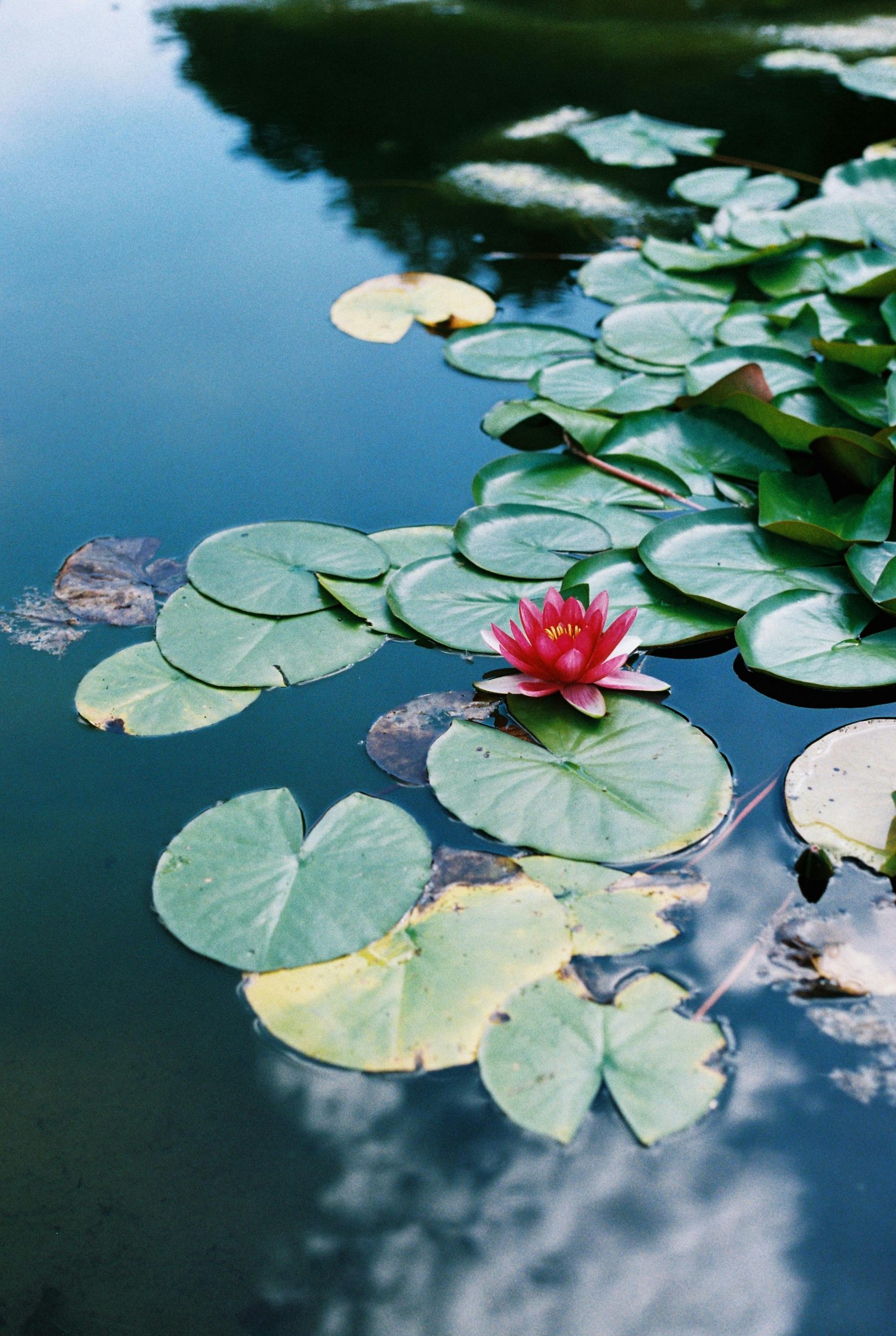 Venus die Kraft des Wassers